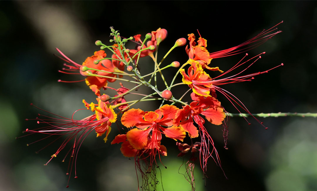 怒江花帮主百科词条创建案例
