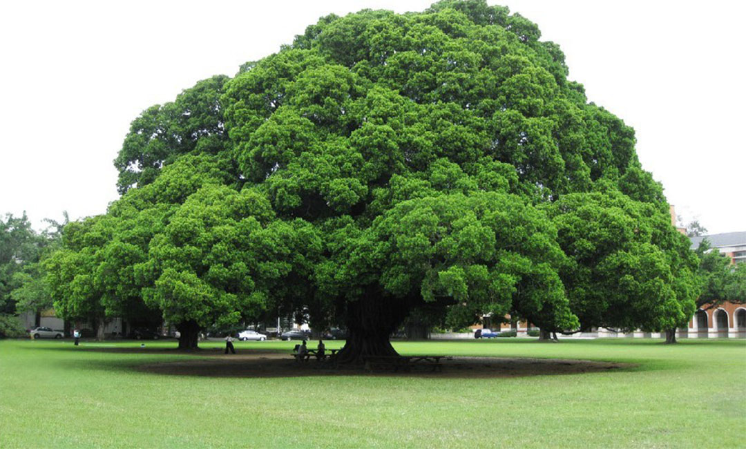 怒江金榕树服务号代运营案例